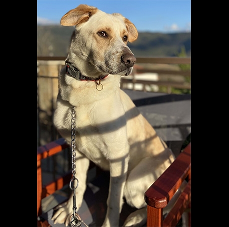 Κ2123 - ΦΙΝΤΕΛ