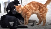4 ΑΠΡΙΛΙΟΥ ΠΑΓΚΟΣΜΙΑ ΗΜΕΡΑ ΑΦΙΕΡΩΜΕΝΗ ΣΤΑ ΑΔΕΣΠΟΤΑ ΖΩΑ ΣΥΝΤΡΟΦΙΑΣ