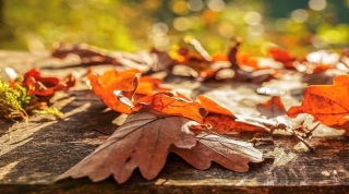 ΔΡΑΣΕΙΣ ΕΝΗΜΕΡΩΣΗΣ ΣΤΑ ΚΑΠΗ ΤΟΥ ΔΗΜΟΥ ΓΙΑ ΤΗΝ ΠΡΟΑΣΠΙΣΗ ΤΗΣ ΥΓΕΙΑΣ ΚΑΙ ΤΗΣ ΠΟΙΟΤΗΤΑΣ ΖΩΗΣ